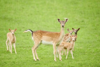 European fallow deer (Dama dama) mother with her fawns walking on a meadow, tirol, Kitzbühel,