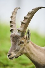 Alpine ibex (Capra ibex) male, portrait, wildlife Park Aurach near Kitzbuehl, Austria, Europe