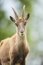 Alpine ibex (Capra ibex) female, portrait, wildlife Park Aurach near Kitzbuehl, Austria, Europe