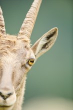 Alpine ibex (Capra ibex) female, portrait, wildlife Park Aurach near Kitzbuehl, Austria, Europe