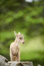 Alpine ibex (Capra ibex) youngster, standing on a rock, wildlife Park Aurach near Kitzbuehl,