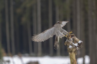 Northern goshawk, Accipiter gentilis, flying through a forest in winter and lands on a dead branch