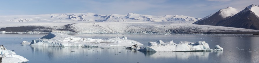 Icebergs on the Joekulsarlon glacial lake or lagoon