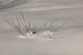 Twig of a young willow tree emerging out of the snow. Isar valley in winter at temperatures of