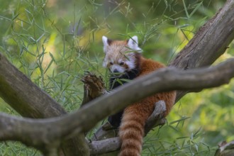 One red panda, Ailurus fulgens, sitting on a branch of a dead tree. Fresh green vegetation in the