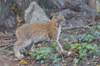 One young Eurasian lynx, (Lynx lynx), standing between green leaves on a forest floor