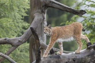 One Eurasian lynx, (Lynx lynx), walking down on a fallen tree. Side view with green forest in the