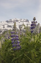 Nootka lupine, Lupinus nootkatensis, covering large areas in iceland to stop erosion.