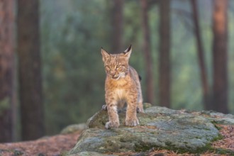 One young Eurasian lynx, (Lynx lynx), standing on a rock in a forest. Early morning light at