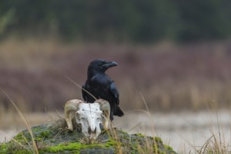 One common raven (Corvus corax) standing on a rock, searching for food on a ram skull. On a dry