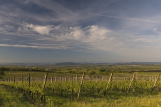 Vineyards at sunrise in Langenlois, Kamp-Manhartsberg Valley Austria