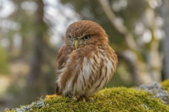 One East Brazilian pygmy owl (Glaucidium minutissimum), also known as least pygmy-owl or Sick's