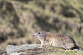 One Alpine Marmot, Marmota marmota, resting on a rock with mountains in the distant background.