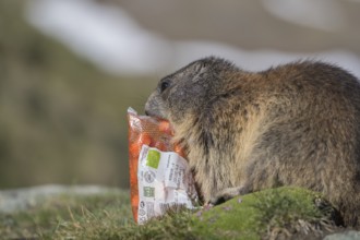 One Alpine Marmot, Marmota marmota, trying to get carrots out of a plastic bag. Grossglockner high