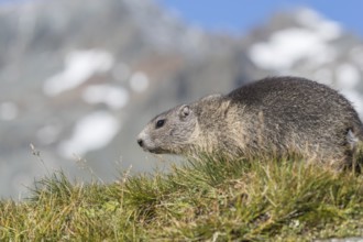 One young Alpine Marmot, Marmota marmota, sitting on grass with snowy mountains in the background.