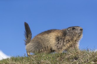 One Alpine Marmot, Marmota marmota, walking on green grass, blue sky in the background.