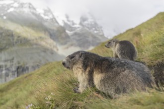 One adult Alpine Marmot, Marmota marmota, and one young marmot standing side by side. Mountains in