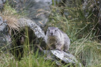 One young Alpine Marmot, Marmota marmota, standing on a rock with green grass around. Grossglockner