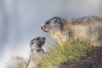 One young Alpine Marmot, Marmota marmota, begging for food. Licking the snout of his mom. Green