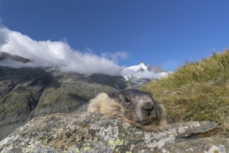 One Alpine Marmots, Marmota marmota, frontal portrait in early morning light. Resting on a rock.