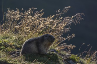 One adult Alpine Marmot, Marmota marmota sitting in front of backlit blooming grass against a dark