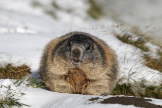 One adult Alpine Marmot, Marmota marmota, resting in snow