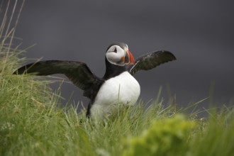 Atlantic Puffin, Common Puffin. Fratercula arctica, at the cliffs of Latrabjarg, Iceland, Europe