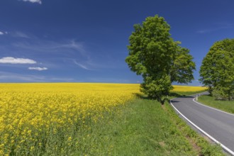 Flowering field of Rapeseed (Brassica napus) on a sunny day with blue sky, green trees, a country