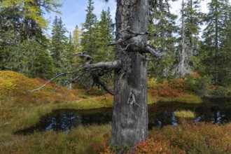 View of an autumnal virgin forest with small ponds, dead trees and heather. Hohe Tauern NP, Kolm