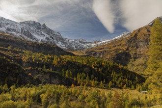 View of an autumnal mountain forest on a bright and sunny evening, Seen from the Ammererhof in the