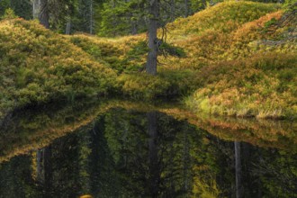 View of an autumnal virgin forest with small ponds, dead trees and heather. Hohe Tauern NP, Kolm