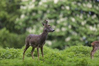 One male Roe Deer, Roe buck (Capreolus capreolus), standing in a thicket of stinging nettle. Some