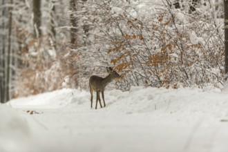 One young male Roe Deer, Roe buck (Capreolus capreolus), walking through a forest in deep snow.