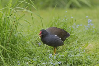 One common moorhen (Gallinula chloropus), also known as the waterhen or swamp chicken, standing