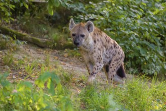 One adult male spotted hyena (Crocuta crocuta), or laughing hyena stands on a meadow