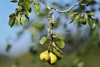 Two ripe cultivated pears (Pyrus communis) hanging on a branch, Switzerland, Europe