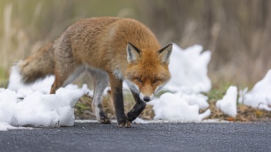 Red fox (Vulpes vulpes), hunting, winter fur, fallen game, looking for food on the road, winter