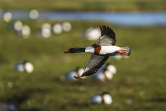 Common Shelduck, Tadorna tadorna, bird in flight over winter marshes