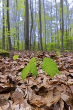 European beech, common beech (Fagus sylvatica) new shoot, seedling emerging from the forest floor