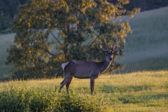 One Altai maral stag, Altai wapiti or Altai elk (Cervus canadensis sibiricus) standing on a meadow