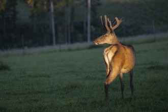 One Altai maral stag, Altai wapiti or Altai elk (Cervus canadensis sibiricus) standing on a meadow