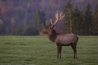 An Altai maral stag, Altai wapiti or Altai elk (Cervus canadensis sibiricus) stands on a meadow in