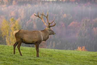 An Altai maral stag, Altai wapiti or Altai elk (Cervus canadensis sibiricus) stands on a meadow in