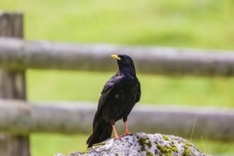 An Alpine chough or yellow-billed chough (Pyrrhocorax graculus) stands on a rock in the Eng valley,