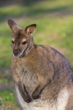 Red-necked wallaby or Bennett's wallaby (Macropus rufogriseus) with cub in her pouch, sits on a