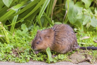 A young muskrat (Ondatra zibethicus) sits in a meadow, eating grass