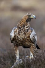 European golden eagle (Aquila chrysaetos chrysaetos) close-up portrait of adult with prey in