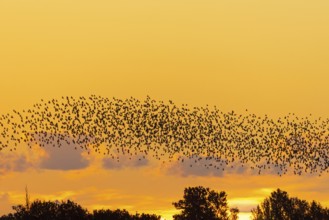 European starling murmuration, large flock of common starlings (Sturnus vulgaris) flying over