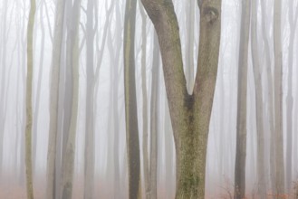 Beech tree trunks in the mist at Ghost Wood, Gespensterwald along the Baltic Sea beach at