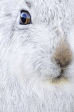 Close-up of mountain hare, snow hare (Lepus timidus) in white winter pelage resting in the hills in